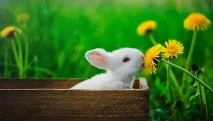 九游全站登录地址-摩纳哥客场大胜，斯特拉斯堡遭逆转，斯特拉斯vs摩纳哥